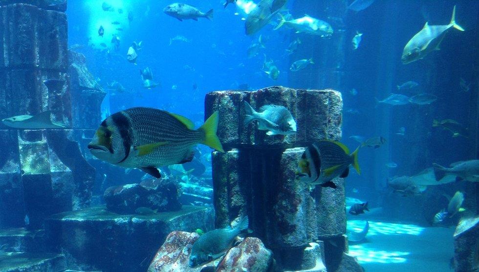 阿联酋一地5天自由天堂之旅