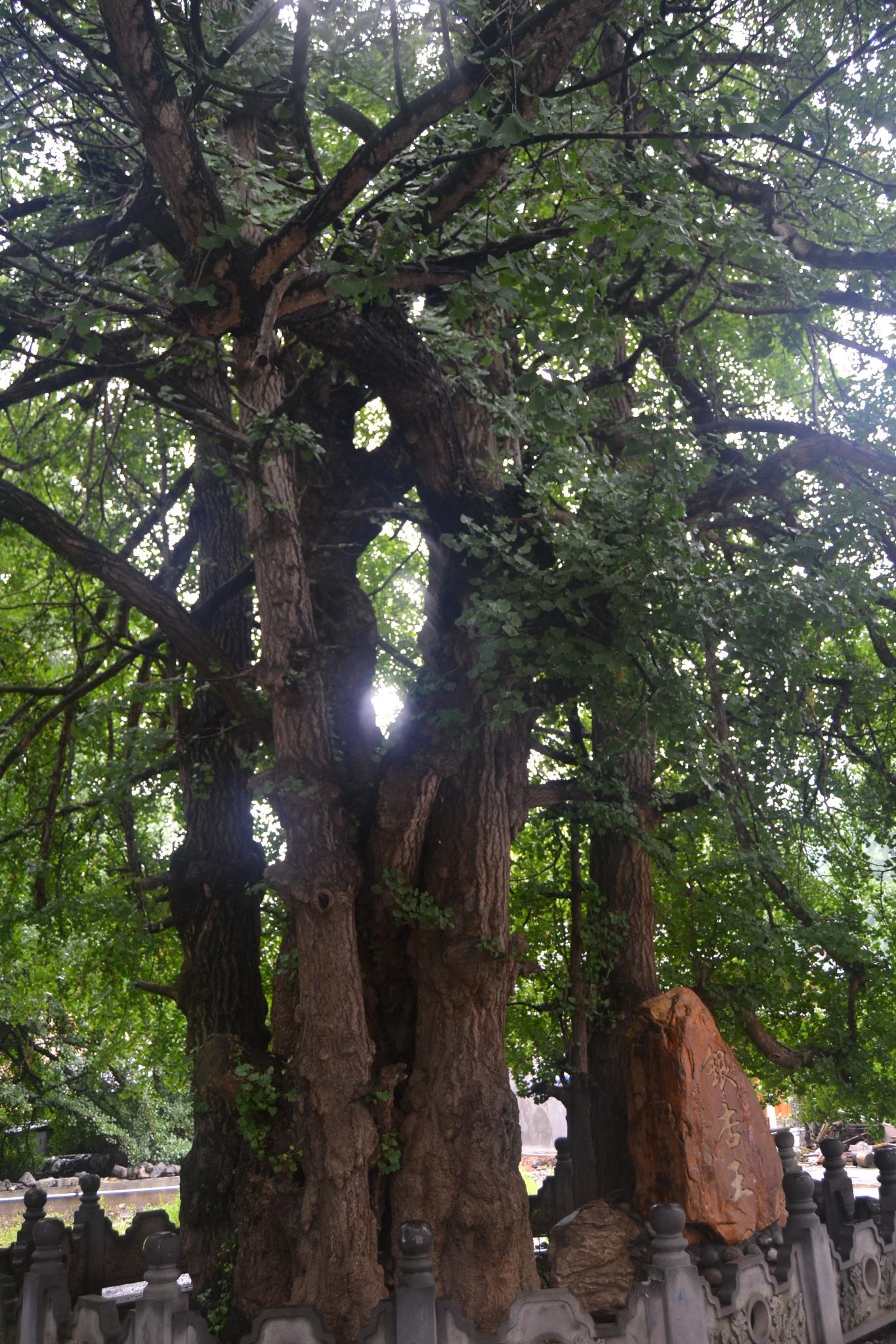 【陇南+甘南+川西】深度全景大环线双飞8日游