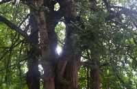 【陇南+甘南+川西】深度全景大环线双飞8日游