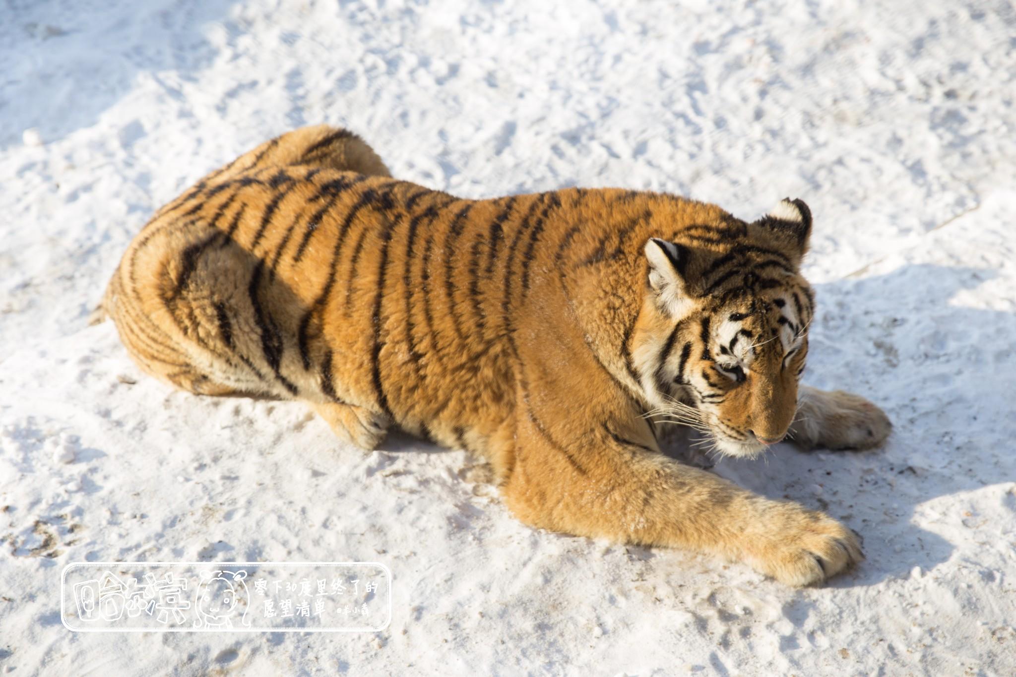 哈尔滨+齐齐哈尔+满洲里+呼伦贝尔草原双卧9日跟团游 B东北