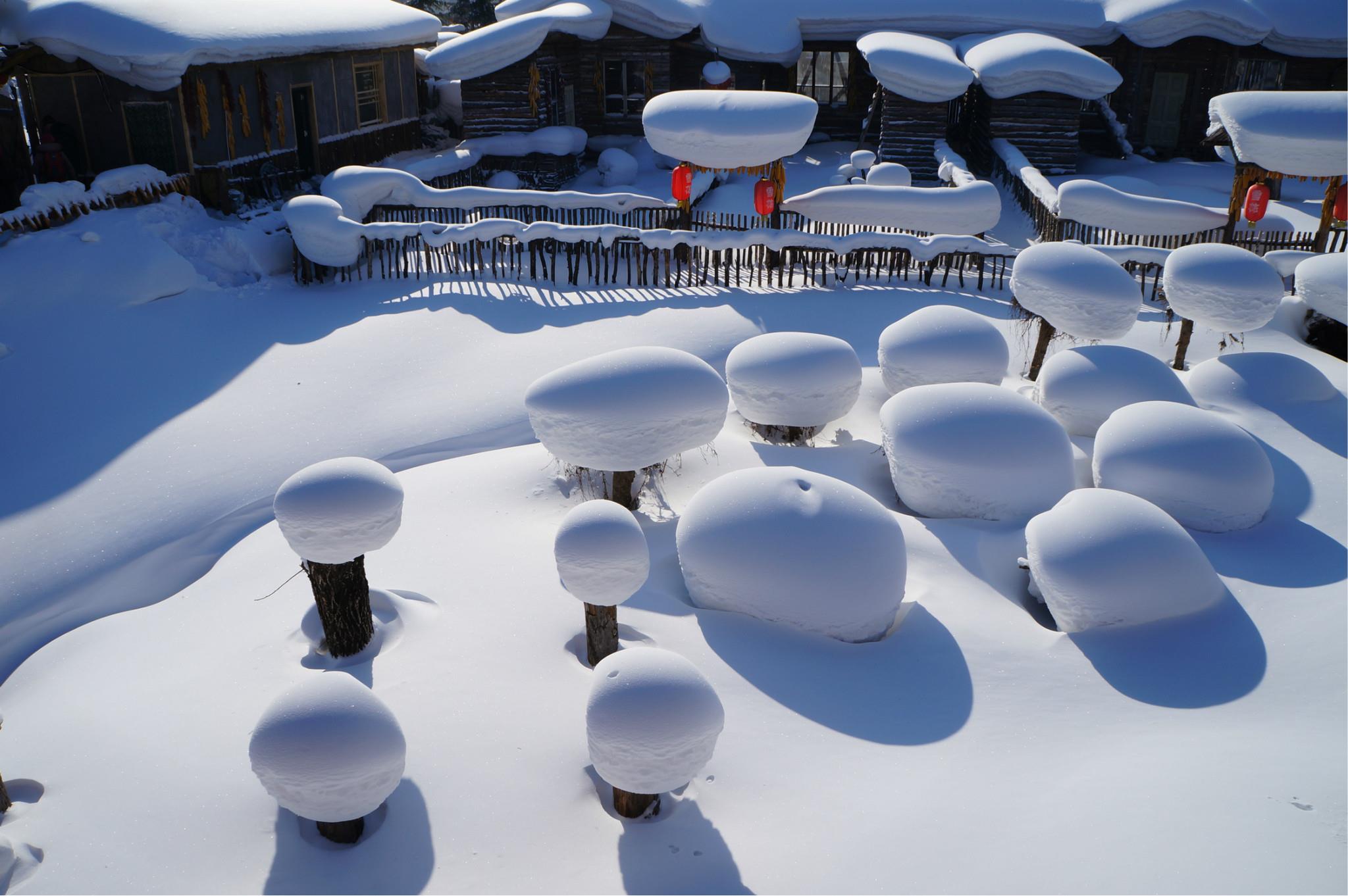 【雪境冰雪】哈尔滨+中国雪乡+亚布力+牧雪山村+雪地观雀5日游
