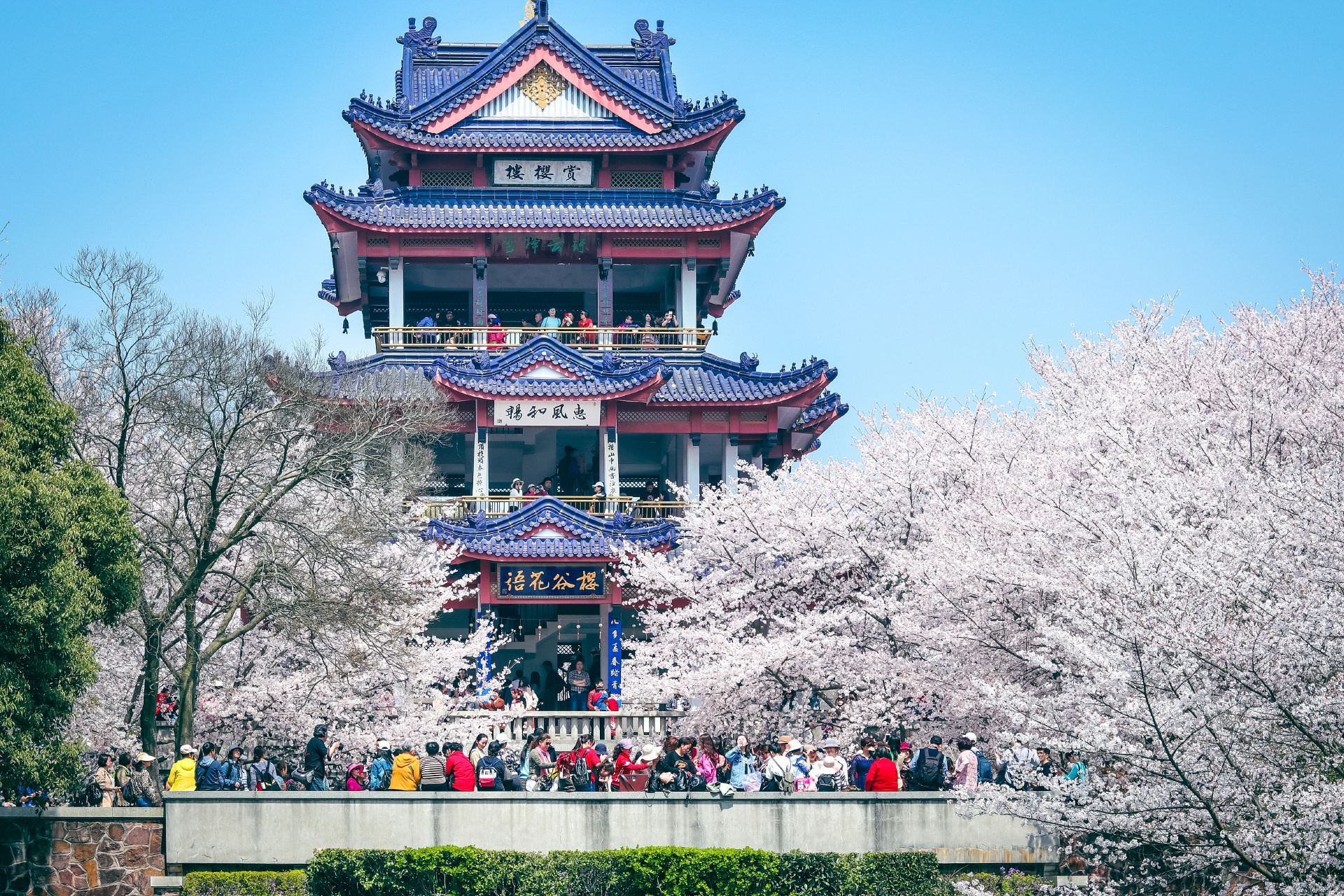 樱花谷