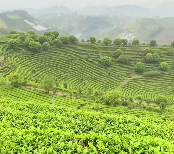 阳朔茶观园景区