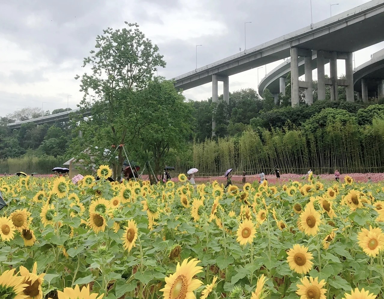 长安花谷