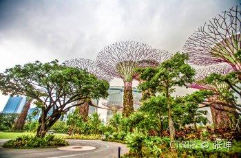 新加坡滨海湾花园