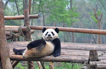 成都大熊猫繁育研究基地