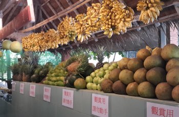 泰国热带水果园
