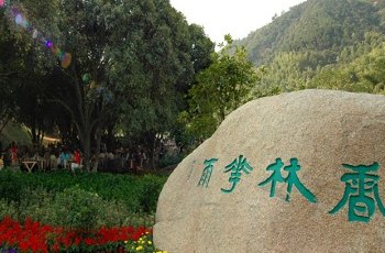 大香林