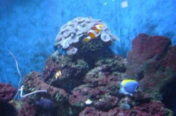 吉隆坡水族馆