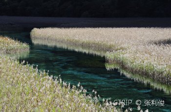 芦苇海