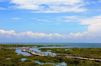 金海湾红树林