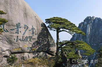 迎客松