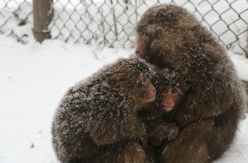 峨眉山生态猴区