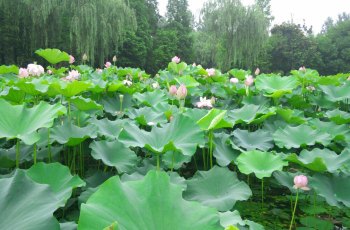 荆川公园