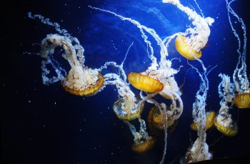 加州科学博物馆