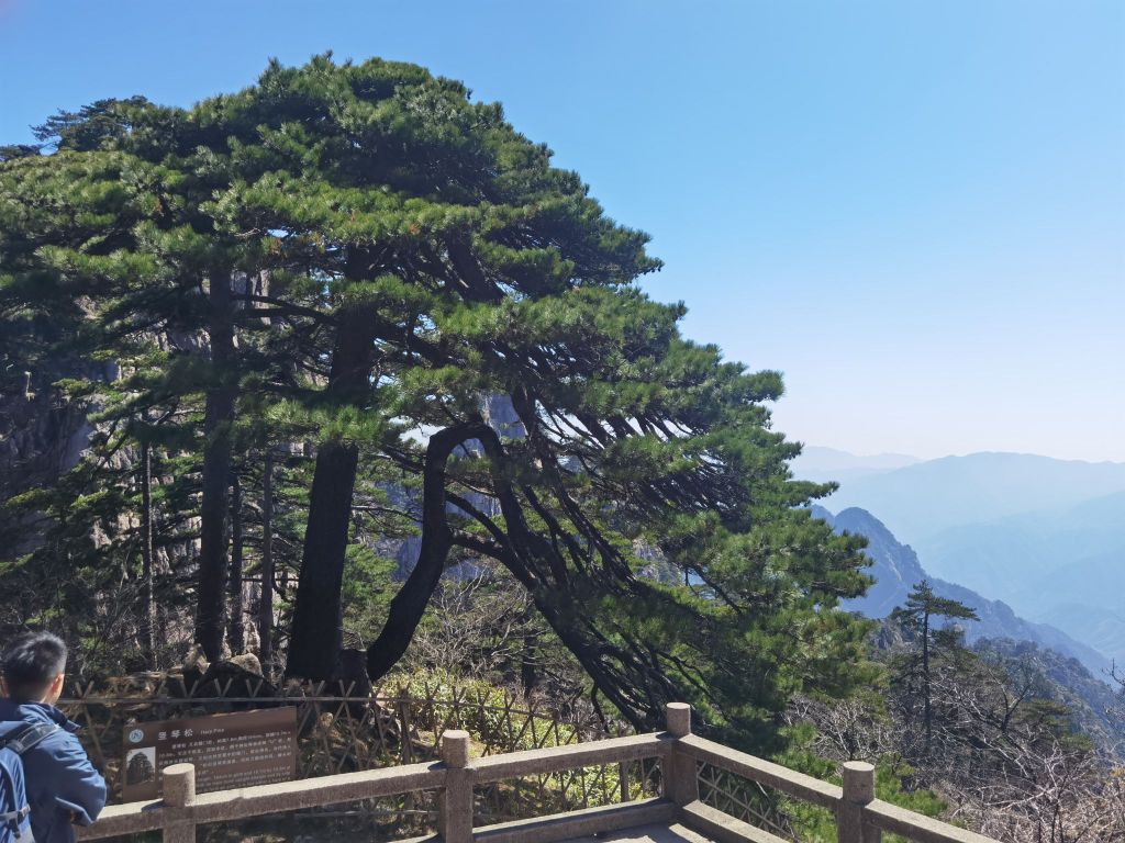 竖琴松