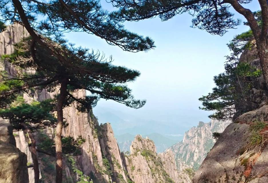 卧龙松
