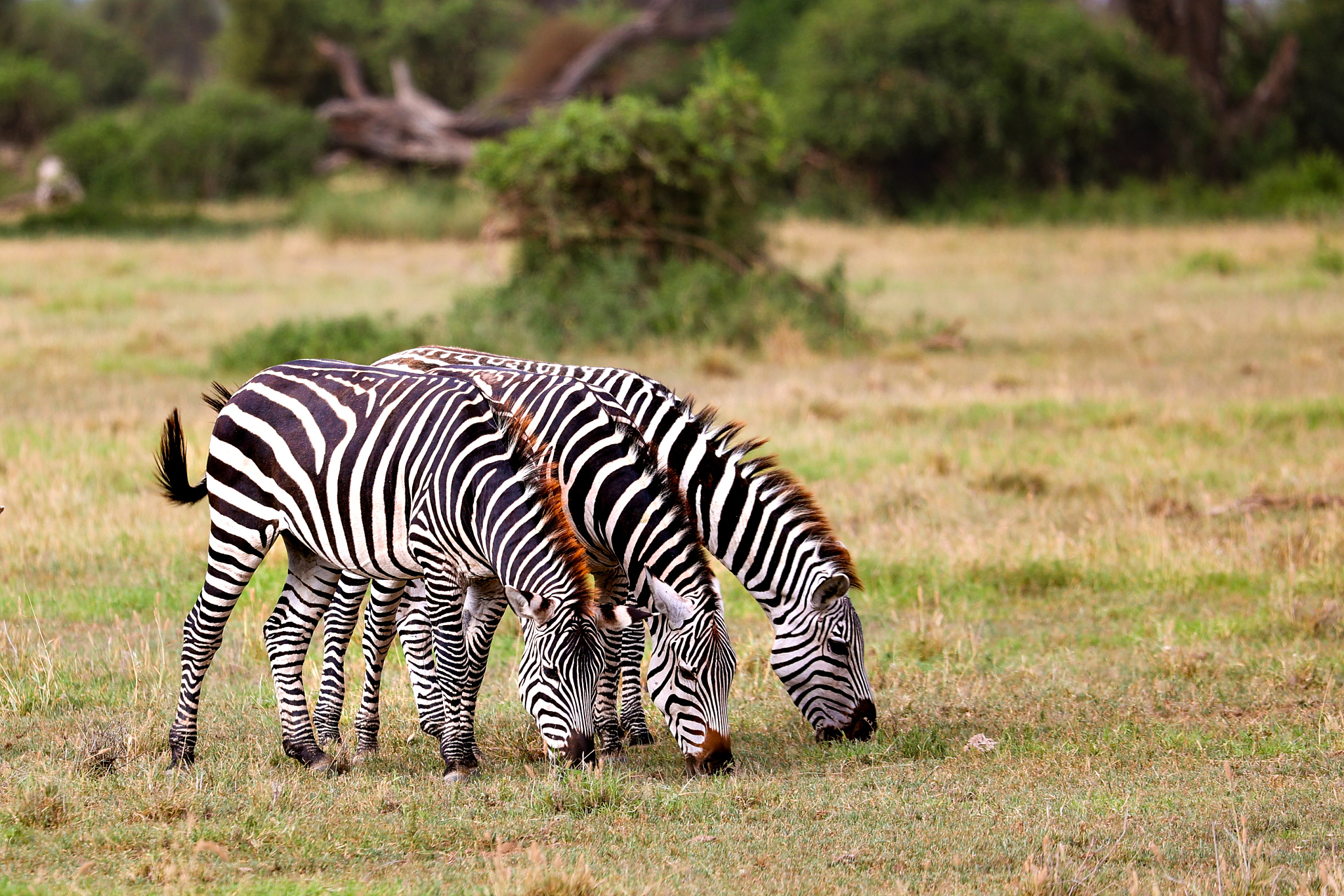 安波塞利国家公园