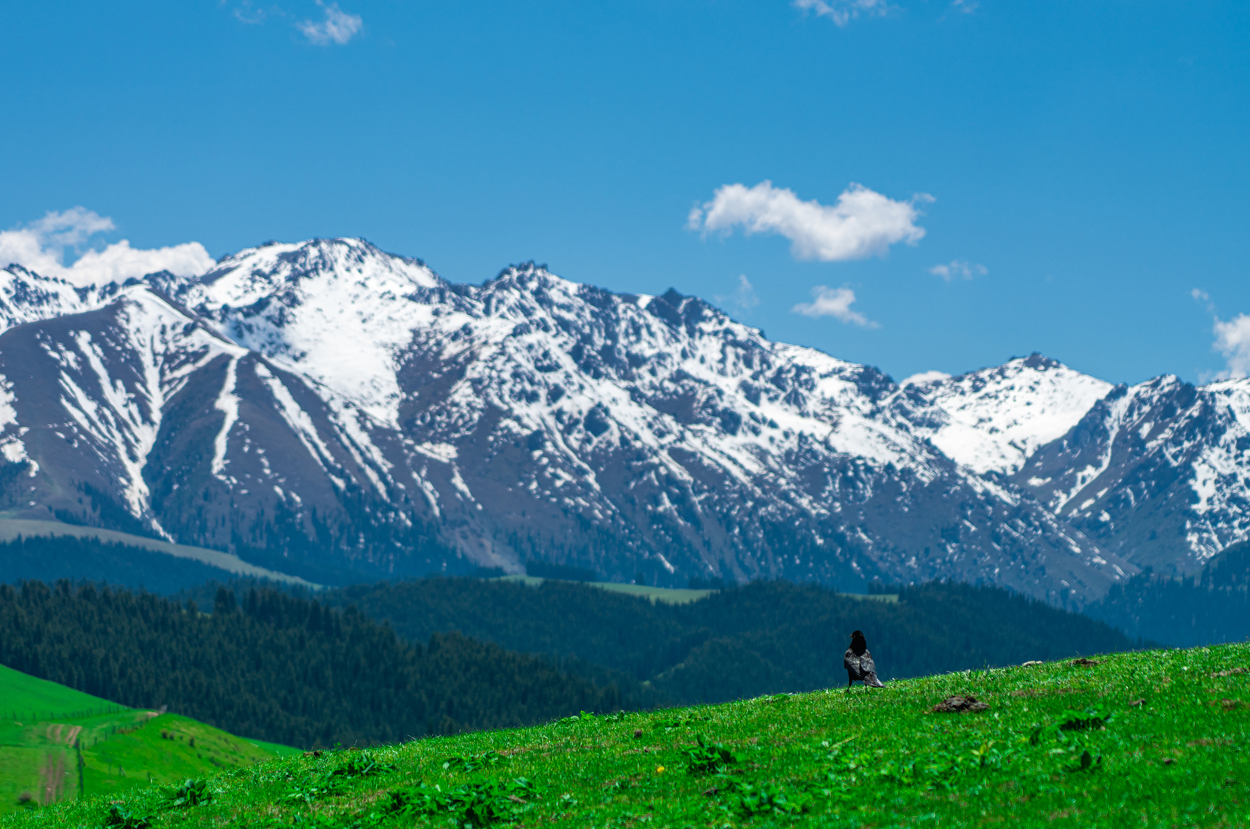 南山牧场