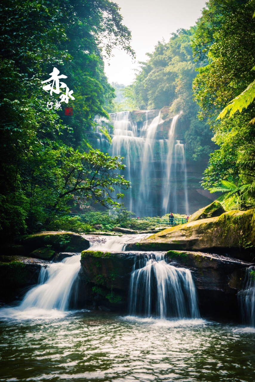 桫椤王国