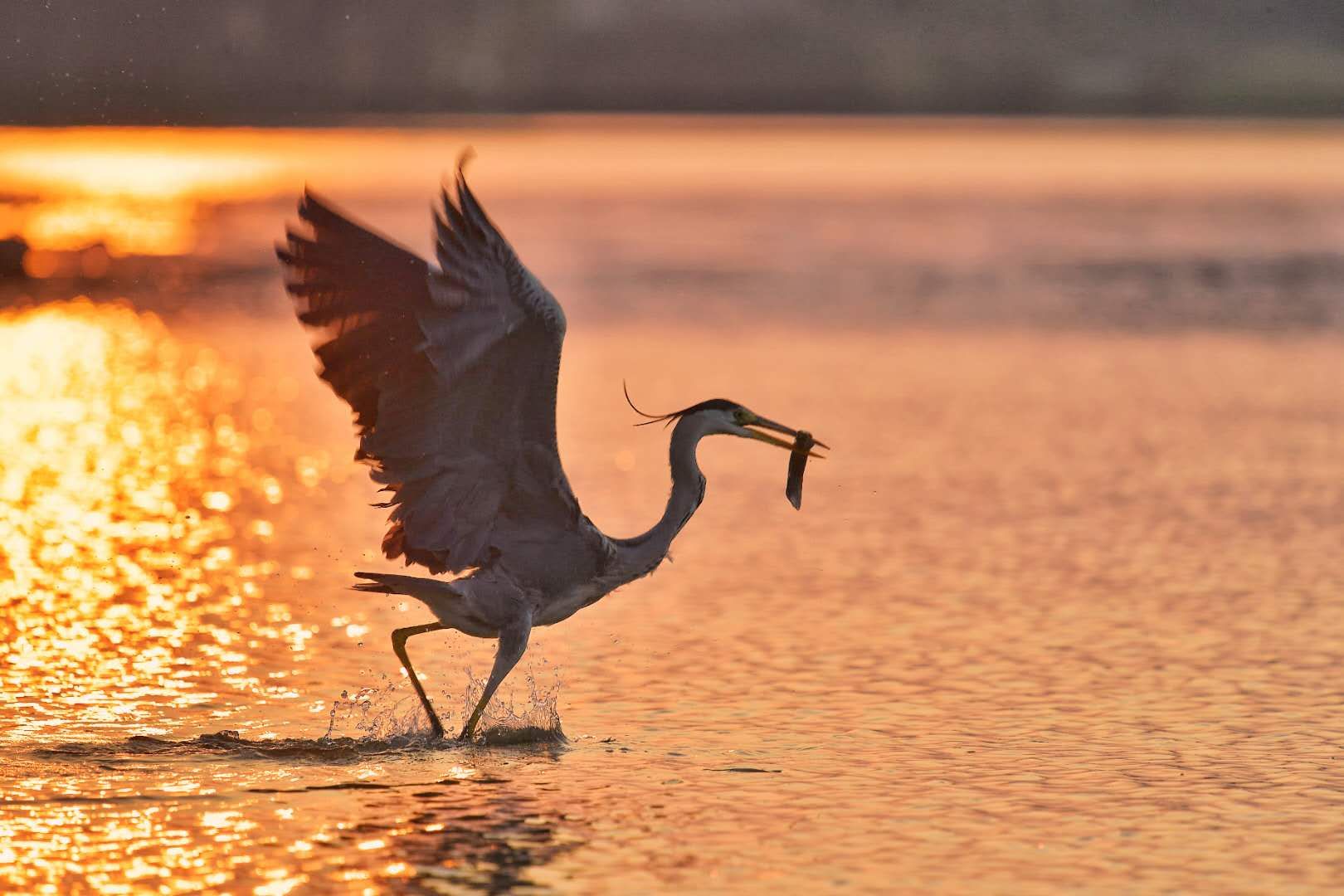 大龙湖