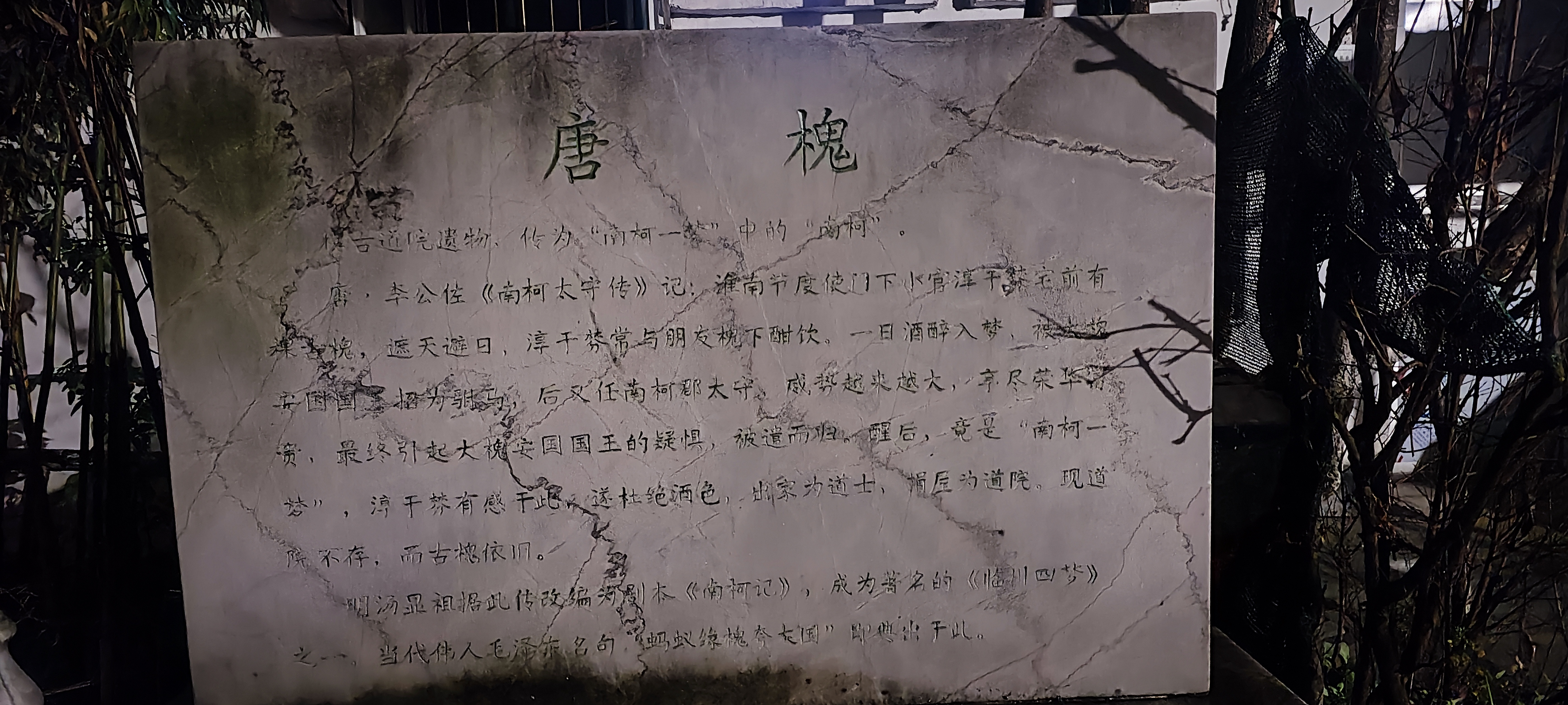 千年唐槐