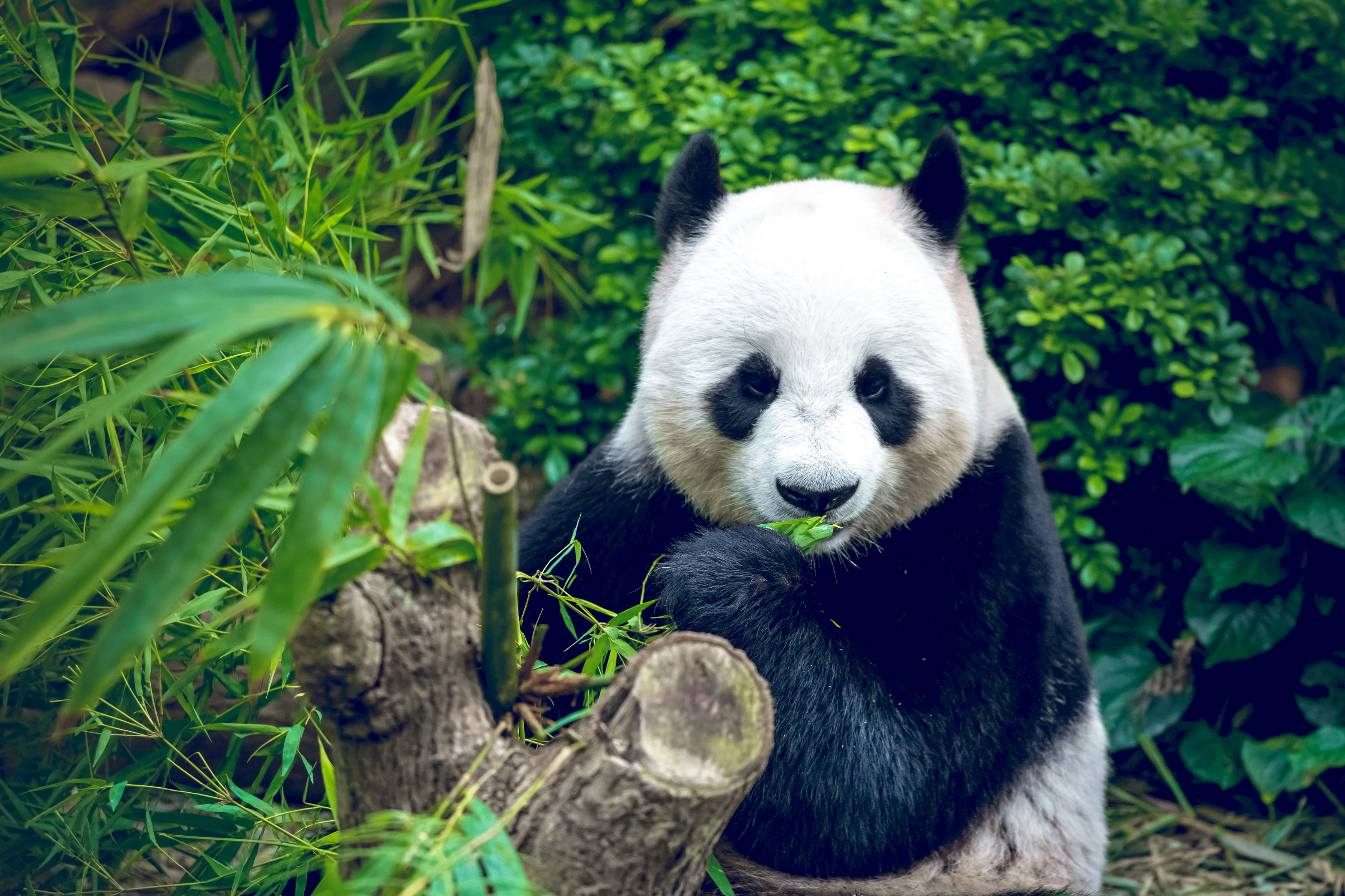 成都大熊猫繁育研究基地