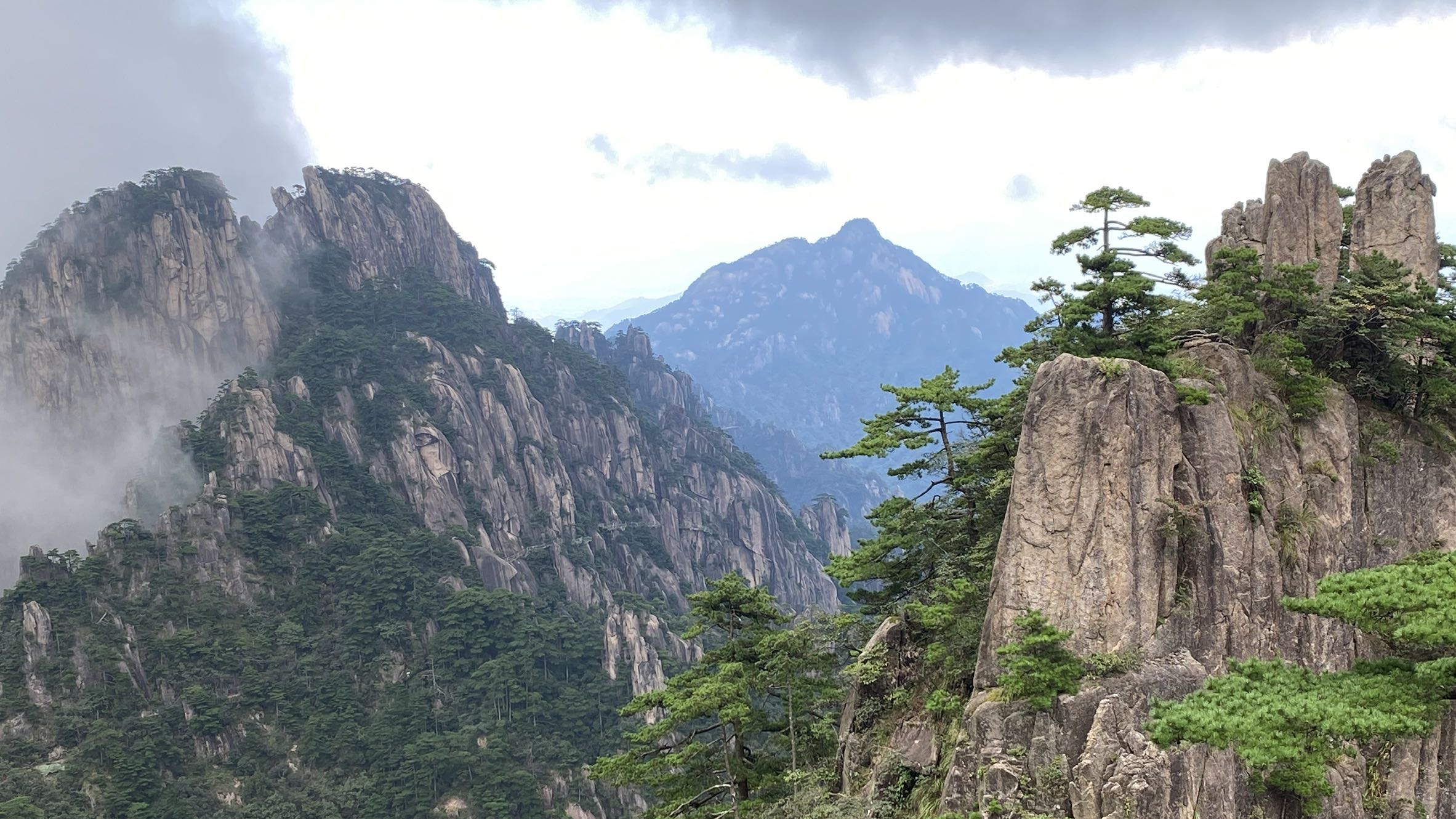 团结松