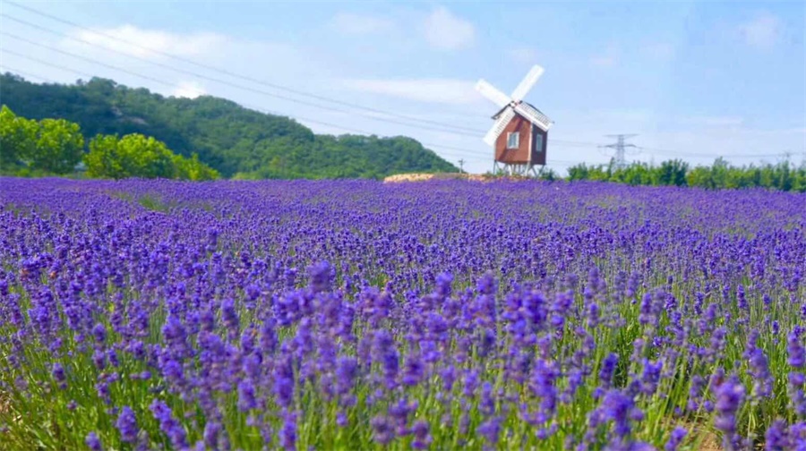 紫雲花汐薰衣草庄园