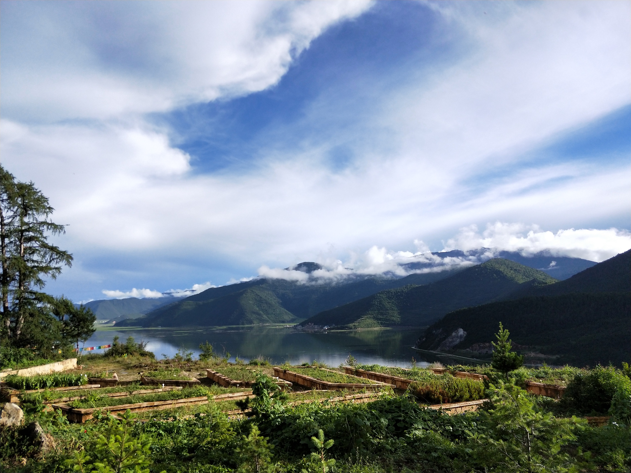香格里拉高山植物园