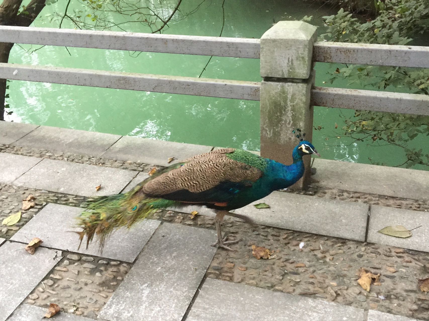 百鸟乐园