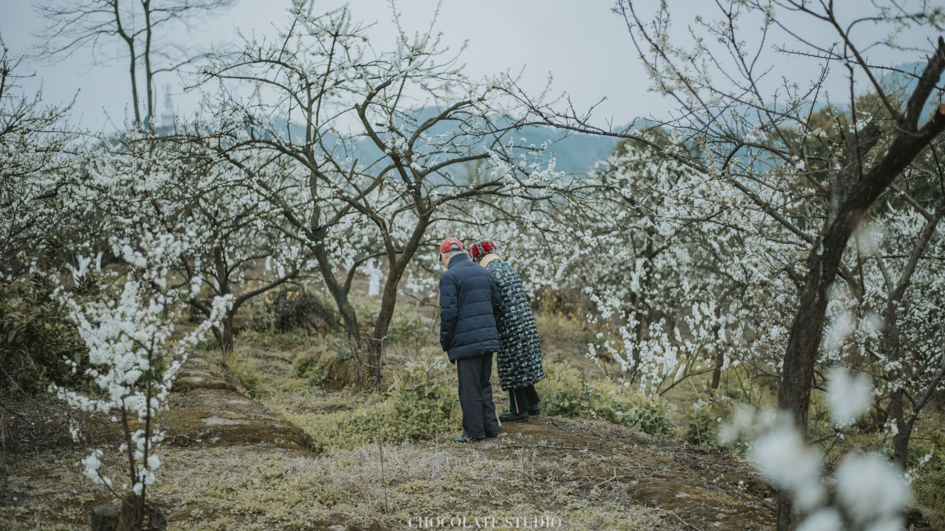 统景印盒李花生态旅游区