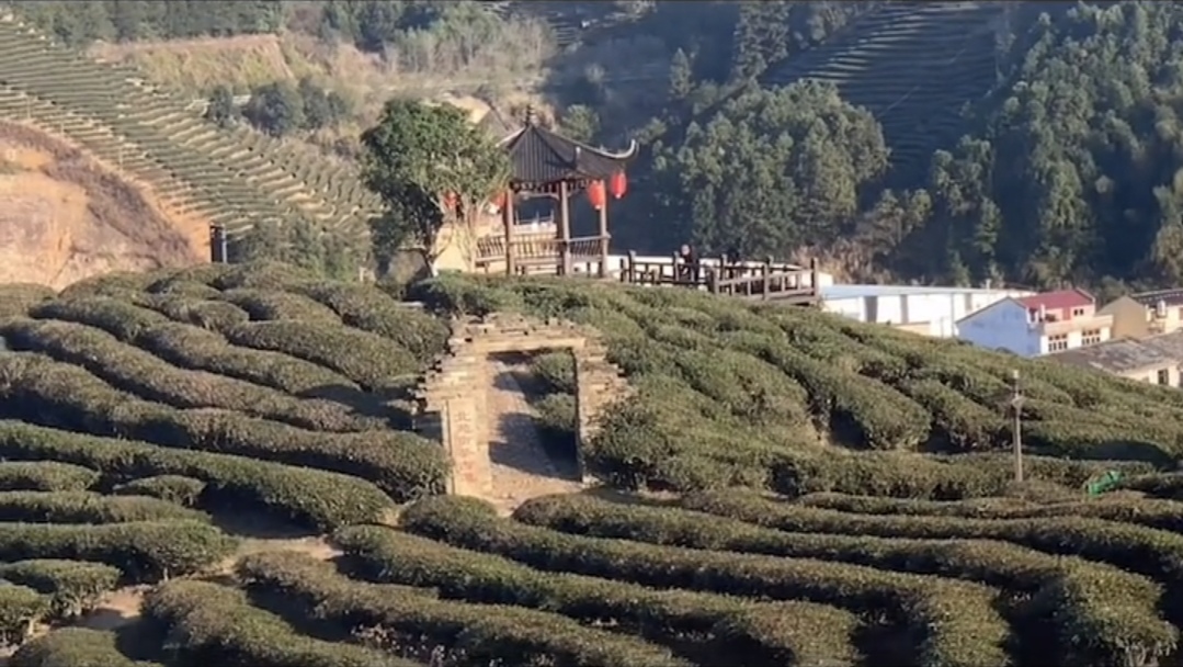 御茶园遗址