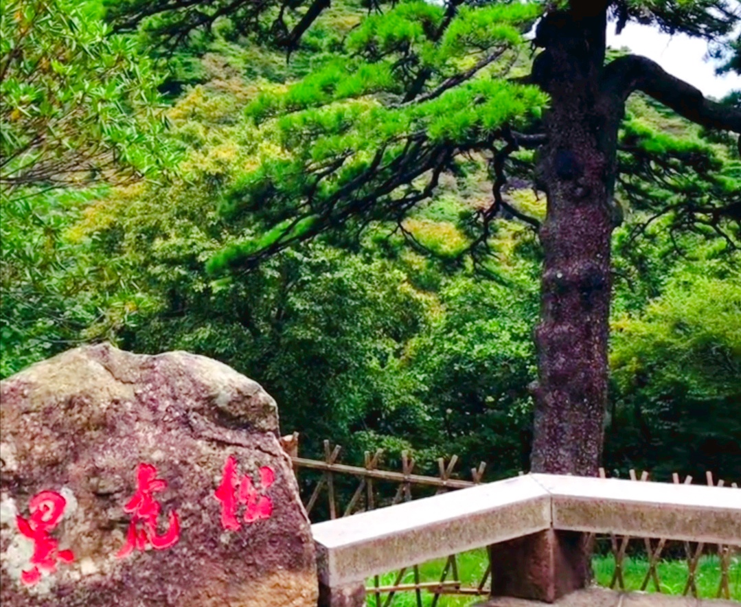 黑虎松