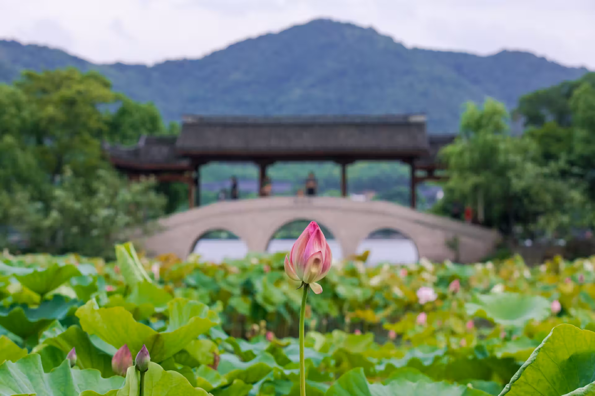 荷花庄