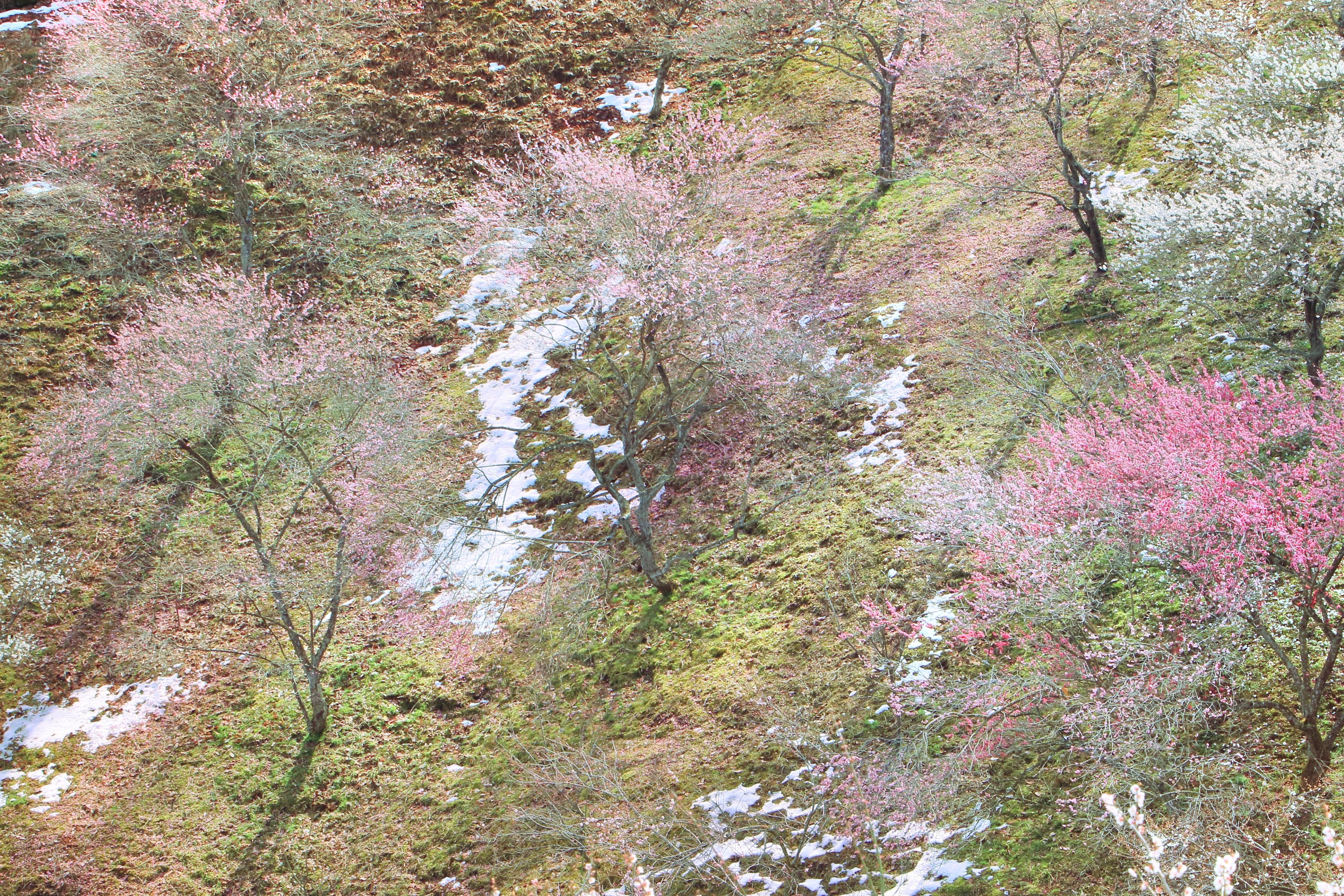 梅花谷公园