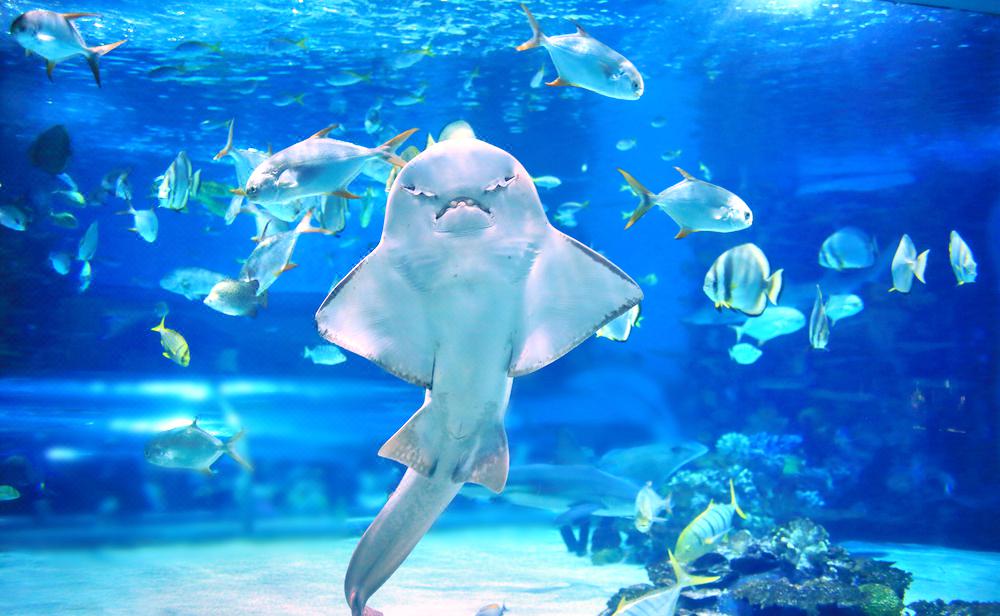 太平洋水族馆