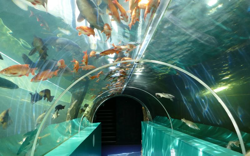 湖区水族馆