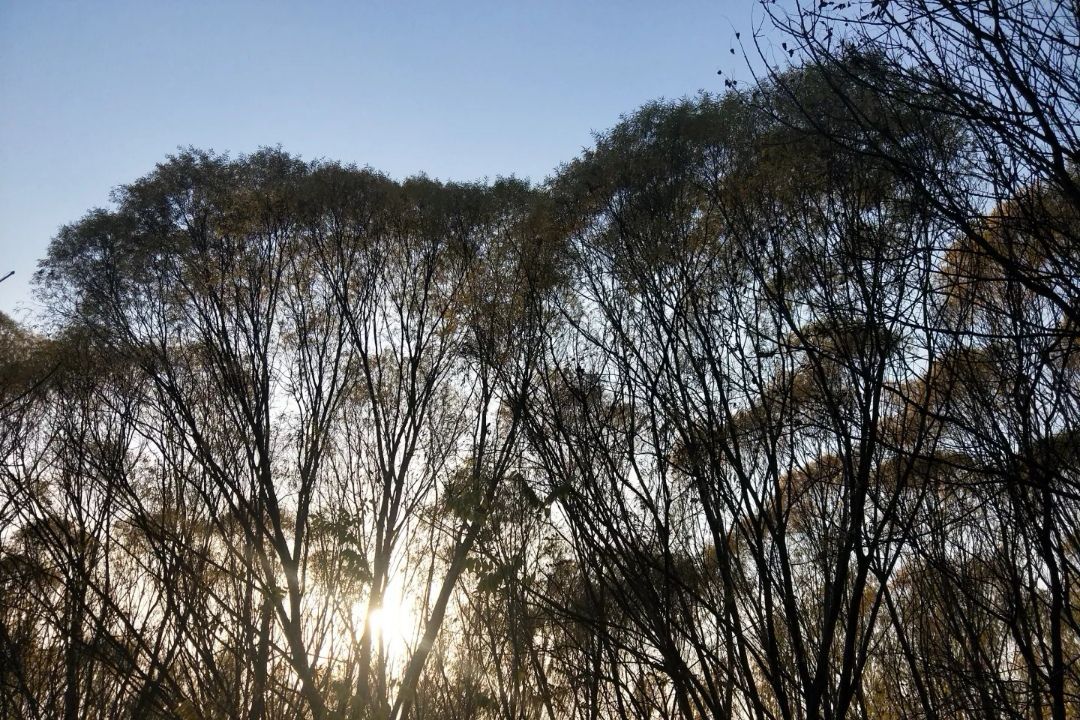 松鹤斋