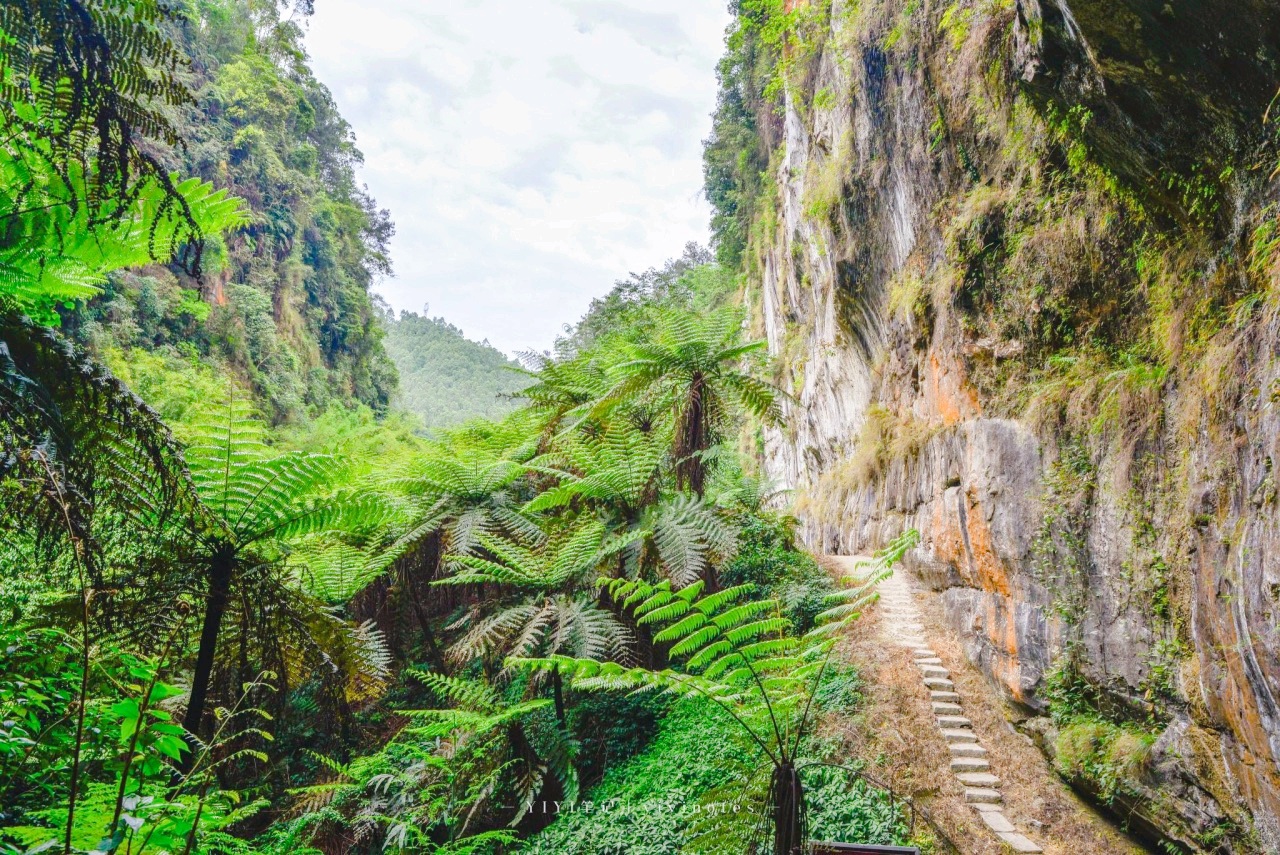 桫椤峡谷