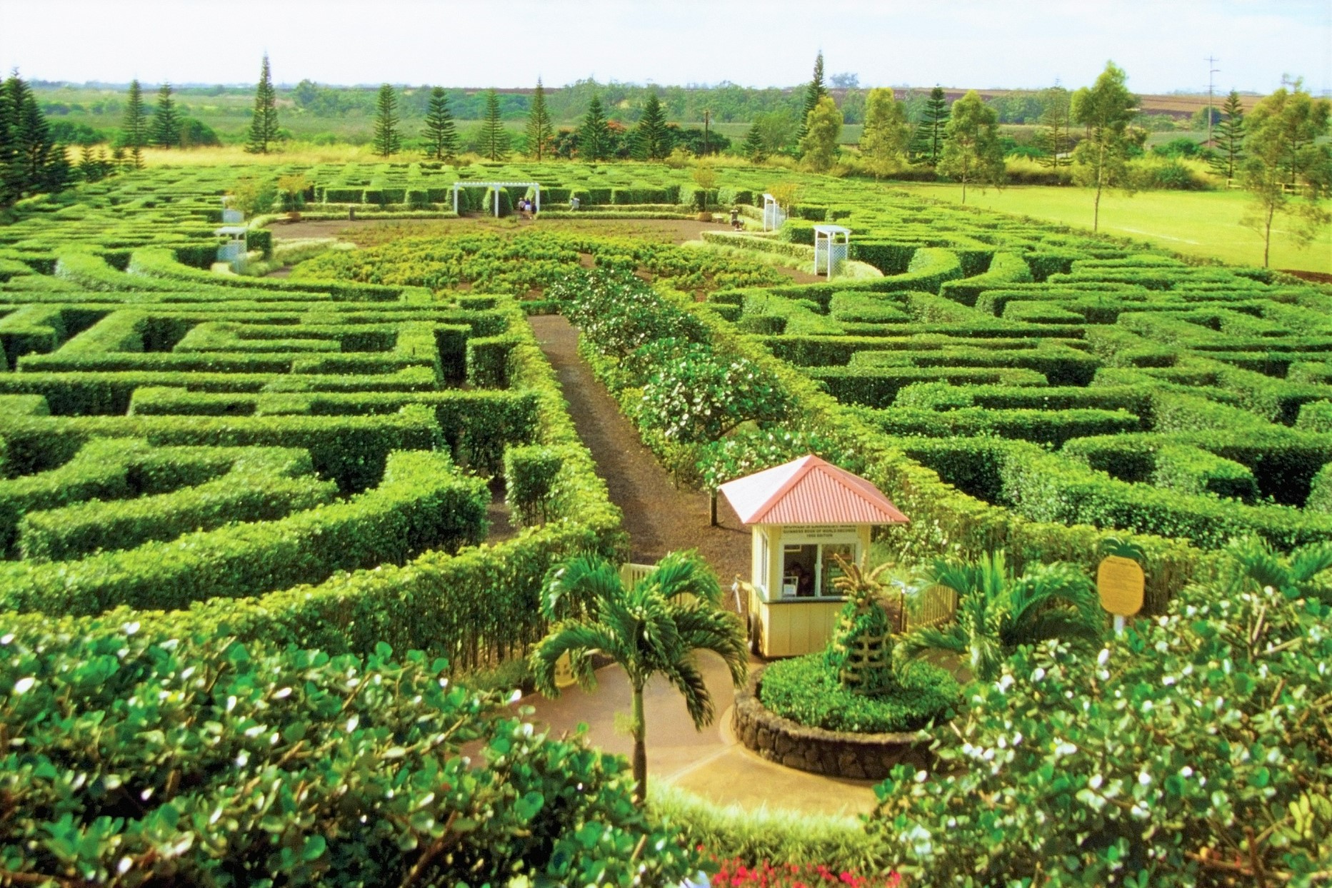 都乐菠萝种植园