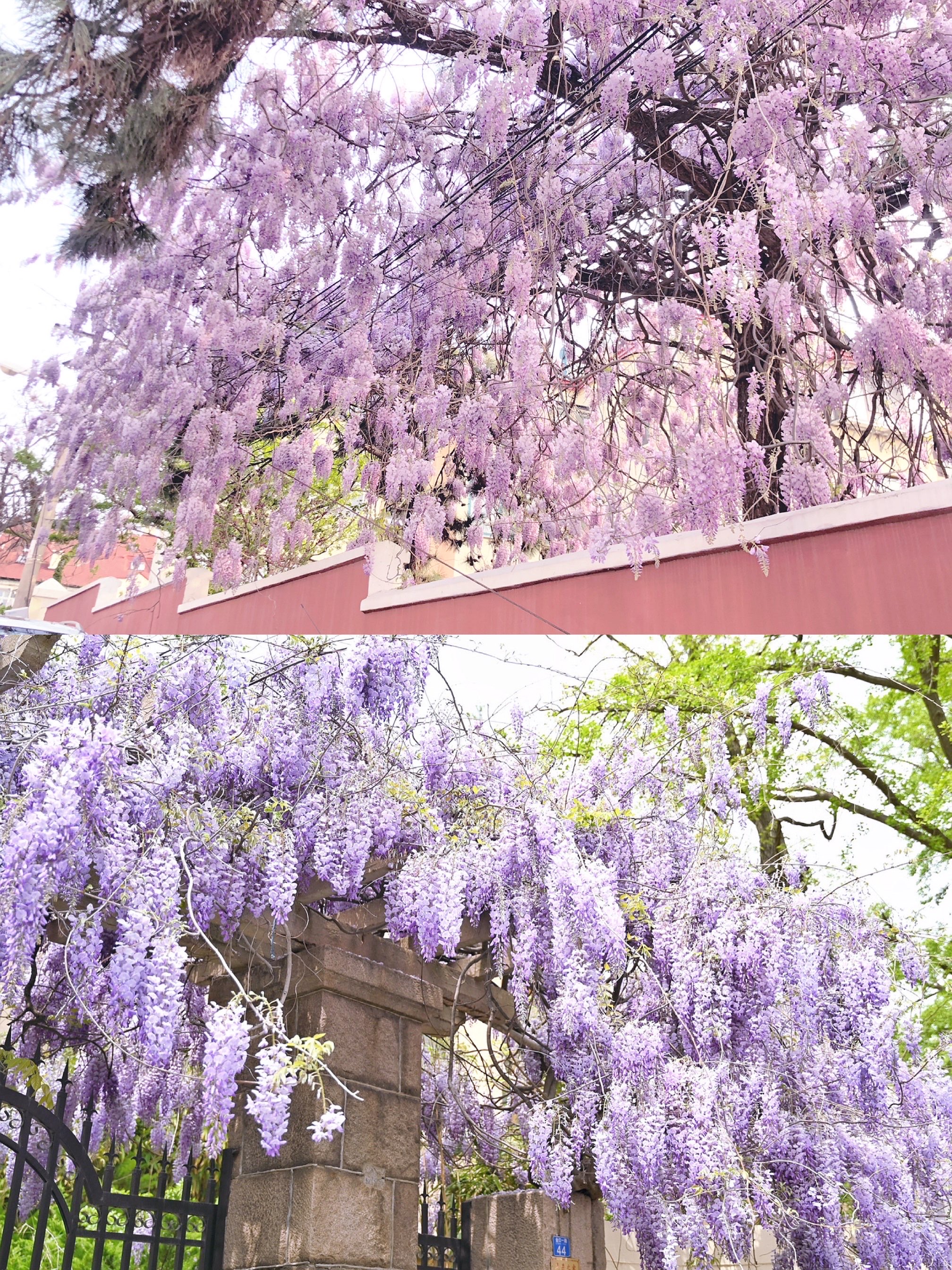 百花苑