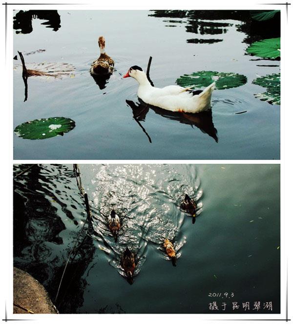 昆明+芒市+瑞丽+腾冲4飞6日跟团游 H云南