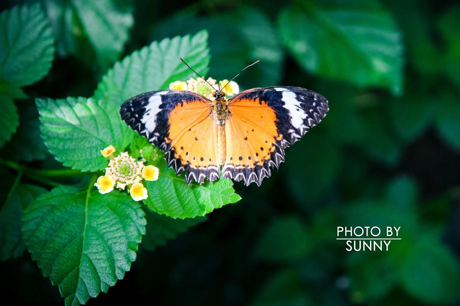 直飞芒市+腾冲+瑞丽6日游跟团游 Y云南