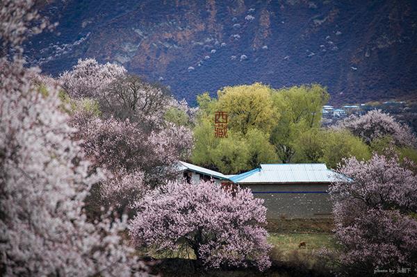 【奢享·下一站西藏】林芝进拉萨出四飞 9 日慢旅行