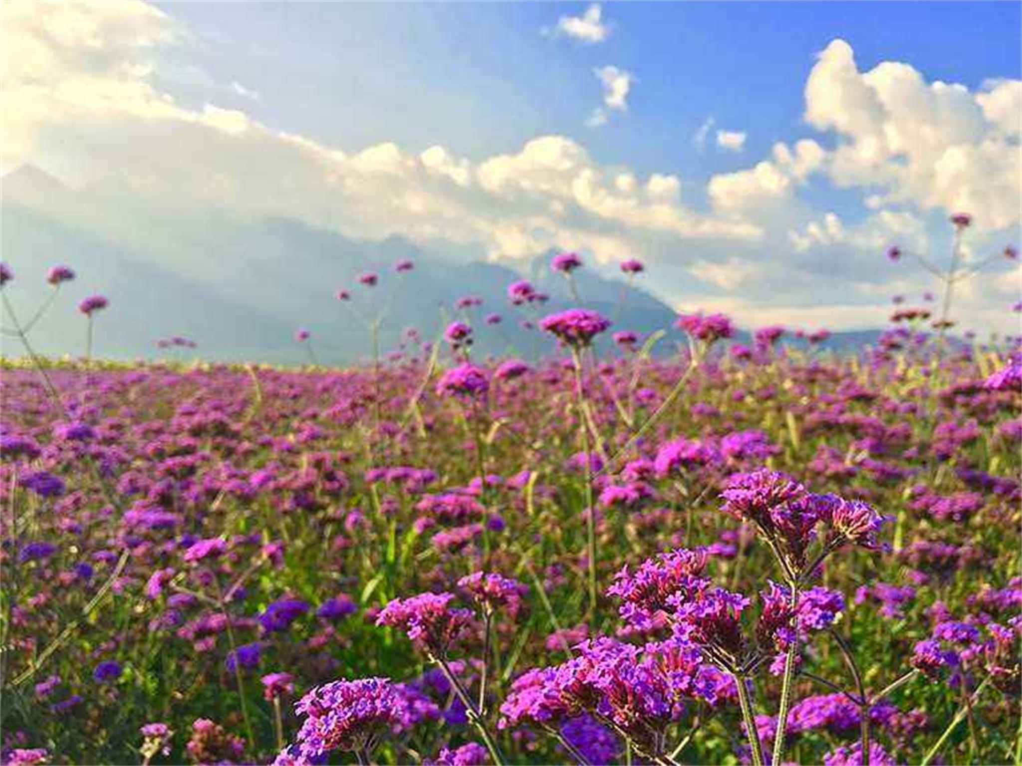 【花见版纳】昆明+大理+丽江+西双版纳四飞8日纯玩游
